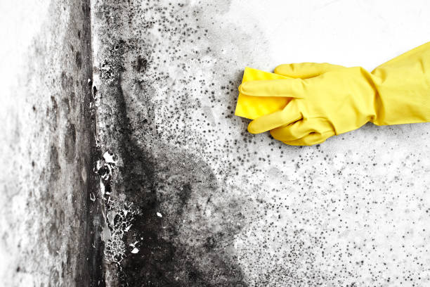 Best Certified Mold Removal  in Perry Heights, OH