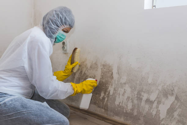 Best Toxic Mold Removal  in Perry Heights, OH