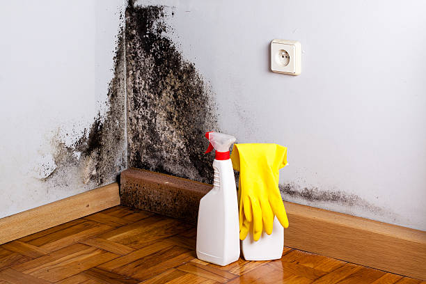 Best Crawl Space Mold Removal  in Perry Heights, OH