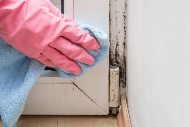Best Toxic Mold Removal  in Perry Heights, OH