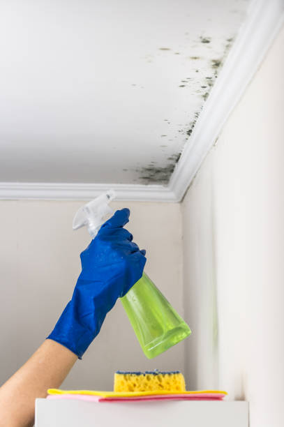 Best Residential Mold Removal  in Perry Heights, OH